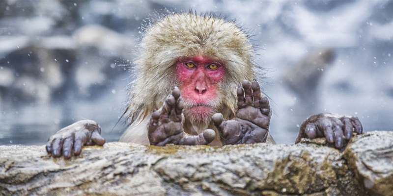20 самых смешных фото животных по версии Comedy Wildlife Photography Awards 2019