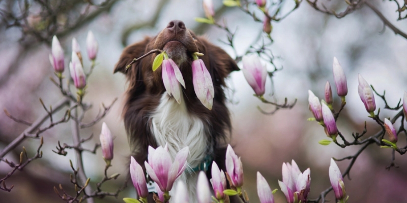 7 советов, которые помогут сделать идеальное фото собаки
