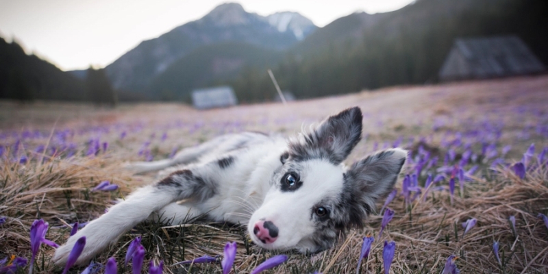 7 советов, которые помогут сделать идеальное фото собаки