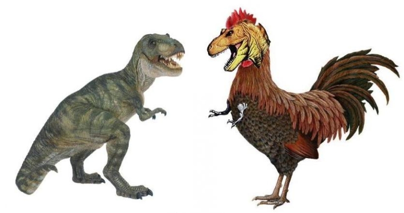 Правда ли, что курица — родственник тираннозавра?