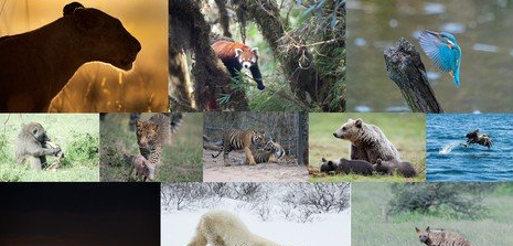 Скачать с Яндекс диска The Ultimate Beginners Guide To Wildlife Photography